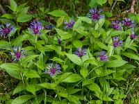 Ansammlung von Berg-Flockenblumen